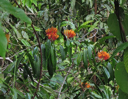 Ixora lobbii, Fraser&#039;s Hill, Malaysia