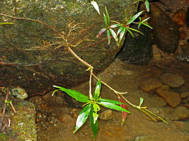 Ixora sp., rheophyte with roots firmly anchored to the stream rock, Selangor, Malaysia
