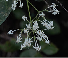 Ixora timorensis,flowers with bifid stigmas, Piaynemo, Raja Ampat, Papua