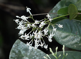 Ixora timorensis, inflorescence, Piaynemo, Raja Ampat, Papua