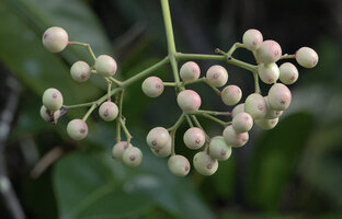 Ixora timorensis, maturing fruits, Piaynemo, Raja Ampat, Papua