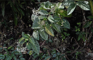 Ixora timorensis on karst in forest understory close to seashore, Piaynemo, Raja Ampat, Papua
