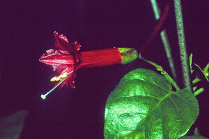 Jacquemontia solanifolia, Guadeloupe