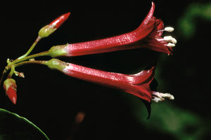 Jacquemontia solanifolia, two flowers, Guadeloupe