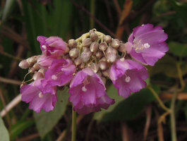Jacquemontia tomentella flowers close-up, Padawan, Kuching, Borneo
