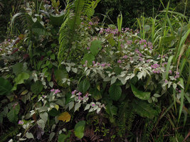 Jacquemontia tomentella with bright silvery refringent leaves surrounding pink flowered inflorescences, just as in some Actinidia and Paederia species, Padawan, Kuching, Borneo