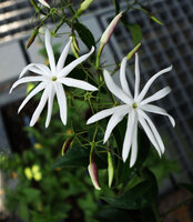 Jasminum laurifolium at Le Nouvel, Kuala Lumpur