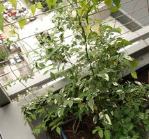 Jasminum officinale Variegatum