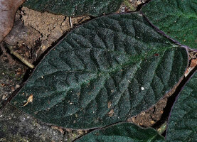 Jerdonia indica, bullate leaf surface increasing the photosynthetic activity in these extreme shaded habitats, Brahmagiri WS, Karnataka, India