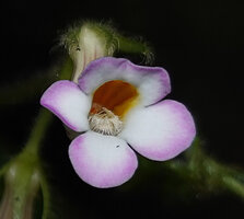 Jerdonia indica, corolla lobes and stamens, Brahmagiri WS, Karnataka, India