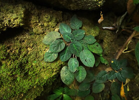 Jerdonia indica on vertical limestone mossy rock, Brahmagiri WS, Karnataka, India