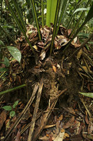 Johannesteijsmannia altifrons, huge cylindrical leaf litter and soil accumulation at the base of the leaves, invaded by the  roots of the palm and  surrounding trees, Endau Rompin NP, Malaysia