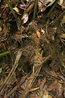 Johannesteijsmannia altifrons, huge cylindrical leaf litter and soil accumulation at the base of the leaves, close up of the invading roots of the palm and also roots of surrounding trees and shrubs, Endau Rompin NP, Malaysia