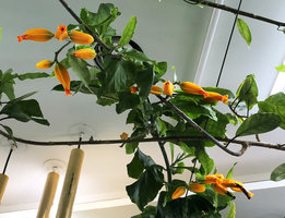 Juanulloa aurantiaca climbing and flowering along the cables, Yves Rocher Concept Store, Bd Haussmann, Paris