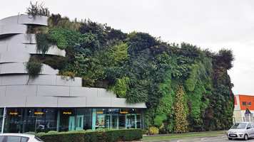 Jupiter, Sainte Genevieve des Bois, Vertical Garden by Patrick Blanc, six years after installation, Oct. 2019
