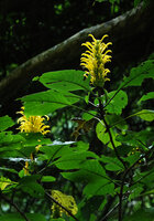 Justicia aurea, terminal inflorescences, Finca el Pilar, Antigua, Guatemala