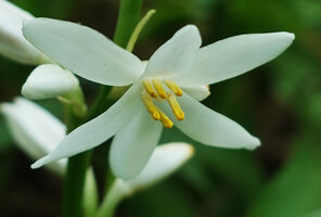 Kabuyea hostifolia, flower, Sonjo waterfall, Udzungwa NP, Tanzania
