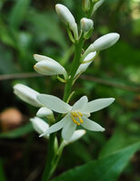 Kabuyea hostifolia, flowers, Sonjo waterfall, Udzungwa NP, Tanzania