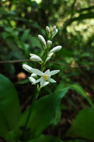 Kabuyea hostifolia, inflorescence, Sonjo waterfall, Udzungwa NP, Tanzania