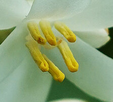 Kabuyea hostifolia, stamens, Sonjo waterfall, Udzungwa NP, Tanzania