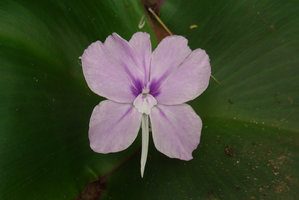 Kaempferia marginata, flower close up, Tat Ton NP, Chaiyaphum, Thailand