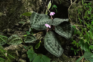 Kaempferia pulchra, Phang Nga, Thailand