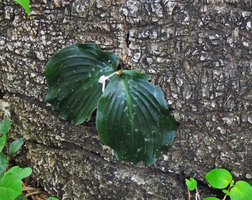 Kaempferia sp. leaves appressed to a vertical limestone rock due to thigmotropism, Kanchanaburi, Thailand