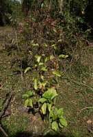 Kalanchoe petitiana, Bale NP, Ethiopia