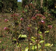 Kalanchoe petitiana, inflorescences, Bale NP, Ethiopia