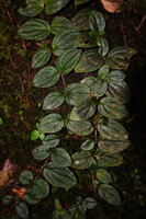 Kendrickia walkeri, dark green opposite leaves with bright white dots, Sinharaja, Sri Lanka, very similar to Gravesia laxiflora from Madagascar