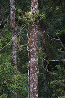 Kendrickia walkeri, main stem climbing vertically along a tree trunk and much brached lateral stems, Sinharaja, Sri Lanka