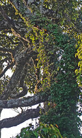 Kendrickia walkeri, stems climbing along tree trunk and main branches, Sinharaja, Sri Lanka