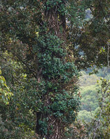 Kendrickia walkeri, stems creeping along tree trunk and lateral much branched detached stems which will be flowering, Sinharaja, Sri Lanka