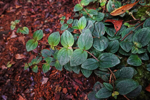 Kendrickia walkeri, stems creeping horizontally fixed to substrate by adventitious roots but stem apex turned upwards, Sinharaja, Sri Lanka, very similar to Gravesia laxiflora from Madagascar
