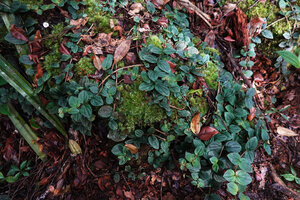 Kendrickia walkeri, stems creeping on a mossy rock, Sinharaja, Sri Lanka