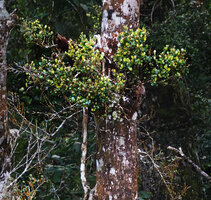 Kendrickia walkeri, top of the main stem reclining downward along thr tree trunk and and producing much branched lateral stems, Sinharaja, Sri Lanka