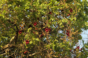 Kigelia africana, flowers, Liwonde NP, Malawi