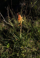 Kniphofia thomsoni growingi at the top of a grassy rocky cliff, 2300 m asl, Bale NP, Ethiopia