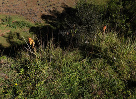 Kniphofia thomsonii at the top of a grassy rocky cliff, 2300 m asl, Bale NP, Ethiopia