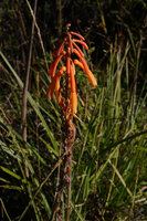 Kniphofia thomsonii inflorescence, 2300 m asl, Bale NP, Ethiopia