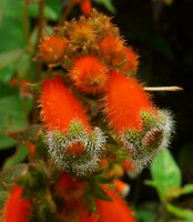 Kohleria spicata, calyx and glandular hairy corollas, Villavicencio, Meta, Colombia