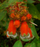 Kohleria spicata, glandular hairs covering all parts of corollas, Villavicencio, Meta, Colombia