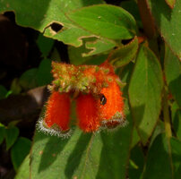 Kohleria spicata, leaves and flowers, Villavicencio, Meta, Colombia