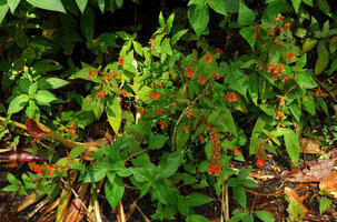 Kohleria spicata on vertical earth bank, Villavicencio, Meta, Colombia