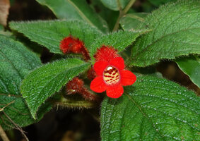 Kohleria villosa, flower front view, Mashpi FR, Pichincha, Ecuador