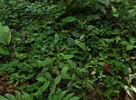 Kohleria villosa, vegetative population covering the top of an earth bank in forest understory, Mashpi FR, Pichincha, Ecuador
