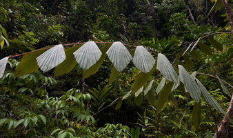 Korthalsia zippelii, rhomboid leaflets, Sepa, 300 m asl, Seram, Moluccas