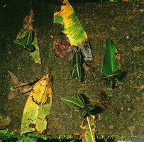 Labisia cf. pumila, leaf cuttings producing new plantlets with their root system in forest understory, Kuching, Sarawak, Borneo