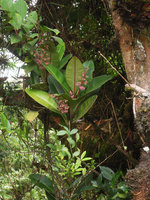 Labisia longistyla, Gunung Brinchang, Cameron Highlands, Malaysia