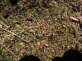 Lachemilla diplophylla at 4100 m asl in a peat Angiosperm swamp of the Altiplano, Cuzco, Peru